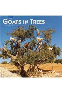 Goats in Trees 2020 Square