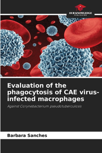 Evaluation of the phagocytosis of CAE virus-infected macrophages