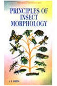 Principles of Insects Morphology