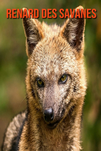 Renard des Savanes