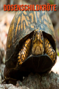 Dosenschildkröte: Schöne Bilder & Kinderbuch mit interessanten Fakten über Dosenschildkröte