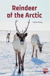 REINDEER IN THE ARCTIC
