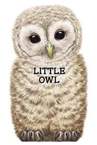 Little Owl