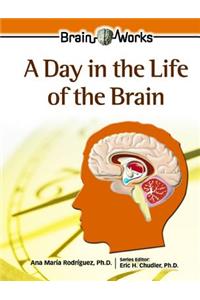 A Day in the Life of the Brain