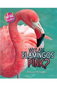 Why Are Flamingos Pink?