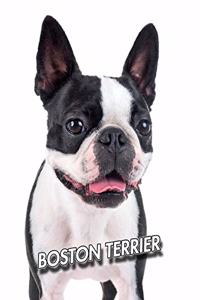 Boston Terrier