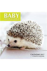 Baby Hedgehogs Calendar 2017