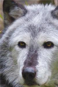 Say Hello to the Timber Wolf Journal: 150 Page Lined Notebook/Diary