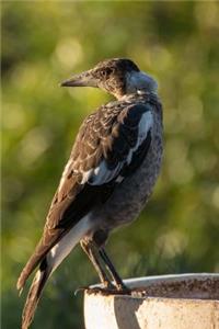 An Awesome Young Australian Magpie Bird Journal: 150 Page Lined Notebook/Diary