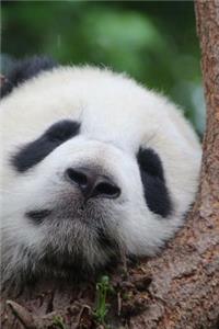 Pat the Panda Takes a Nap in a Tree Cute Animal Journal