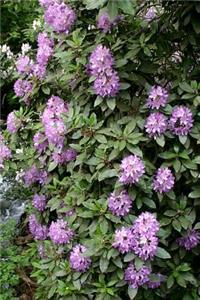 Journal Flowers Pretty Purple Rhododendron