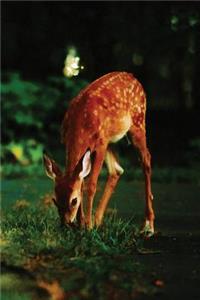 Roadside Fawn Journal