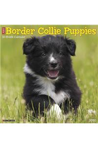 Just Border Collie Puppies 2020 Wall Calendar (Dog Breed Calendar)