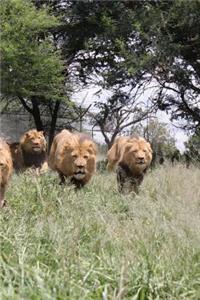 Lion Pride in Zimbabwe, Africa Journal