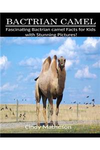 Bactrian Camel