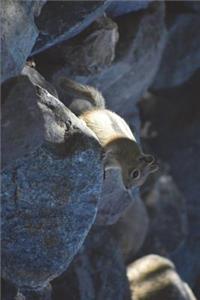 Light and Shadows A Chipmunk Posing Journal