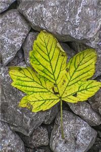 Yellow Autumn Leaf Fallen on Rocks Journal