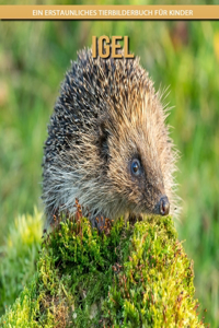 Igel