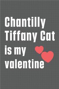 Chantilly Tiffany Cat is my valentine