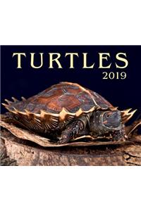 Turtles 2019