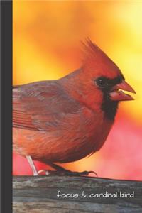 focus & cardinal bird