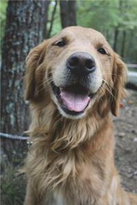 The Labrador Retriever Journal