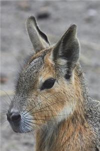 Patagonian Hare Journal