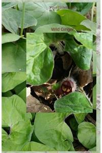 Your Notebook! Wild Ginger
