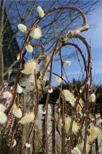 Pussy Willow Plants Journal