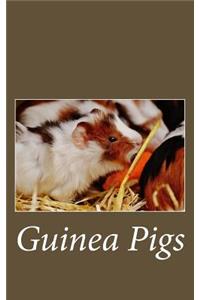 Guinea Pigs