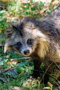Asian Raccoon Dog Looking at You Wild Canid Journal