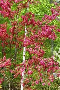 Springtime Trees Journal