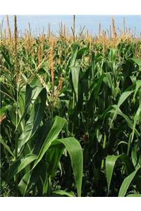 Corn Wheat Grain Grains Healthy Cob Farm Farmer Farming Cultivate Horticulture