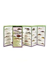 Fishes of the Chesapeake Bay