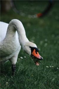 Notebook Swan Eating Grass