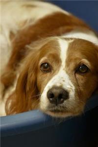 Cute French Brittany Spaniel Dog Journal