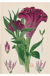 Carnet Ligné Celosia Cristata, Dessin 19e Siècle