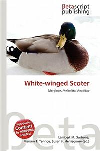 White-Winged Scoter