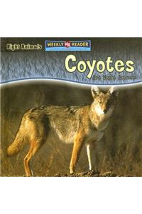 Coyotes Are Night Animals