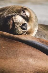 Sleeping Sea Lion Journal