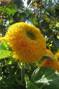 Yellow Teddy Bear Sunflower Garden Journal
