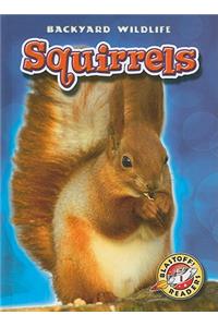 Squirrels