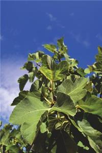 Fig Tree Leaves on the Tree Journal