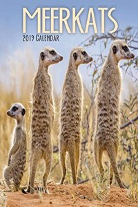 MEERKATS M 2019