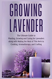 Growing Lavender