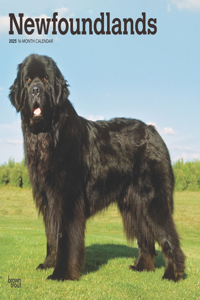 Newfoundlands 2025 Square Wrap
