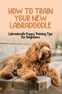 How To Train Your New Labradoodle