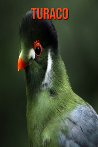 Turaco: Amazing Facts about Turaco