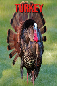 Turkey: Fun Facts & Cool Pictures