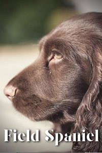 Field Spaniel